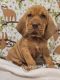 Bloodhound Puppies for sale in Findlay, Ohio. price: $1,200