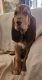 Bloodhound Puppies for sale in Jeromesville, Ohio. price: $300