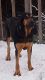 Bloodhound Puppies for sale in Grants Pass, OR, USA. price: NA