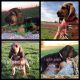 Bloodhound Puppies for sale in Madisonville, KY 42431, USA. price: $800