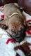 Bloodhound Puppies for sale in Aurora, IN, USA. price: $800