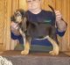 Bloodhound Puppies for sale in Denver, CO, USA. price: $500