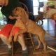 Bloodhound Puppies for sale in Elizabethtown, KY, USA. price: $500