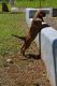 Bloodhound Puppies for sale in Houston, TX, USA. price: NA