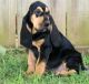Very friendly and lovely Bloodhound Puppies