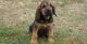 Bloodhound Puppies for sale in Georgetown, KY 40324, USA. price: $500