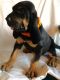 Bloodhound Puppies for sale in Orlando, FL, USA. price: $600