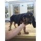 Bloodhound Puppies for sale in Louisville, KY, USA. price: $500