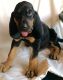 Cute Home Raised Bloodhound Puppies