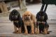 Bloodhound Puppies for sale in Indianapolis, IN, USA. price: NA