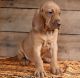 Bloodhound Puppies for sale in Los Angeles, CA 90009, USA. price: NA