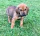 Bloodhound Puppies for sale in Houston, TX, USA. price: NA