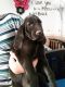 Bloodhound Puppies for sale in Riverside, CA, USA. price: NA