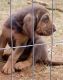 Bloodhound Puppies for sale in Decatur, TX 76234, USA. price: NA