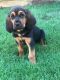 Bloodhound Puppies for sale in Riverside, CA, USA. price: NA