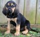 Bloodhound Puppies for sale in Orlando, FL, USA. price: $550