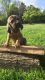 Bloodhound Puppies for sale in Nicholasville, KY 40356, USA. price: $800
