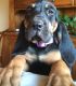 Bloodhound Puppies for sale in Frankfort, KY 40601, USA. price: $500