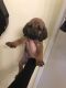 Bloodhound Puppies for sale in Lake Arrowhead, CA, USA. price: NA