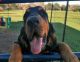Bloodhound Puppies for sale in Hillsboro, OH 45133, USA. price: $450