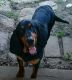 Bloodhound Puppies for sale in Hillsboro, OH 45133, USA. price: $450