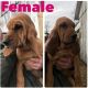 Bloodhound Puppies for sale in Carlisle, KY 40311, USA. price: $1,000