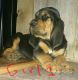 Bloodhound Puppies for sale in Hillsboro, OH 45133, USA. price: $600
