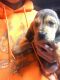Bloodhound Puppies for sale in Swanton, OH 43558, USA. price: $1,000