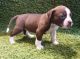 Bloodhound Puppies for sale in Bell Gardens, CA 90202, USA. price: NA