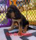 Bloodhound Puppies for sale in Weatherford, TX, USA. price: NA