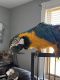 Blue-and-yellow Macaw Birds for sale in Evans City, PA 16033, USA. price: $250