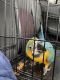 Blue-and-yellow Macaw Birds for sale in Altoona, PA, USA. price: $3,000