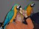 Blue-and-yellow Macaw Birds for sale in Naperville, Illinois. price: $2,000