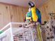 Blue-and-yellow Macaw Birds for sale in Allendale, New Jersey. price: $450