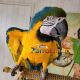 Blue-and-yellow Macaw Birds for sale in Allison Park, Pennsylvania. price: $2,000