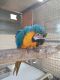 Blue-and-yellow Macaw Birds for sale in Perth, Western Australia. price: $2,800
