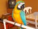 Blue-and-yellow Macaw Birds for sale in Sakaka Saudi Arabia. price: 1200 SAR
