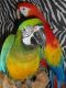 Blue-and-yellow Macaw Birds for sale in Reedsville, PA, USA. price: NA