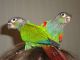 Blue-and-yellow Macaw Birds for sale in Logan Ave, Toronto, ON, Canada. price: NA