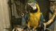 Blue-and-yellow Macaw Birds for sale in PA-940, Freeland, PA 18224, USA. price: $1,800