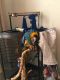 Blue-and-yellow Macaw Birds for sale in PA-940, Freeland, PA 18224, USA. price: $1,500