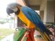 Blue-and-yellow Macaw Birds for sale in Longport, NJ 08403, USA. price: NA