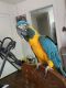 Blue-and-yellow Macaw Birds for sale in Pittsburgh, PA, USA. price: NA