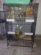 Blue-crowned Parakeet Birds for sale in Naples, FL, USA. price: NA