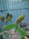 Blue-crowned Parakeet Birds for sale in JC Nagar 2nd Main Rd, Munireddypalya, J.C.Nagar, Bengaluru, Karnataka 560006, India. price: 4000 INR