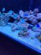 Blue Green Chromis Fishes