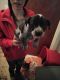 Blue Healer Puppies for sale in Dearborn Heights, MI, USA. price: $125