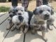 Blue Healer Puppies for sale in St. Louis, MO, USA. price: $300
