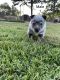 Blue Healer Puppies for sale in Fredericktown, MO 63645, USA. price: $400