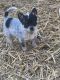 Blue Healer Puppies for sale in 12814 W State Hwy T, Ash Grove, MO 65604, USA. price: $200